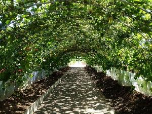 体験農園・ふれあい牧場